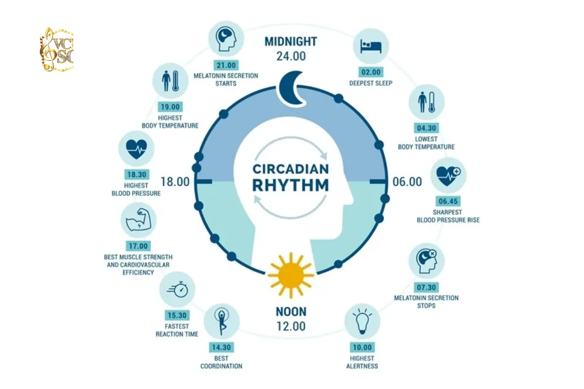Circadian Rhythm